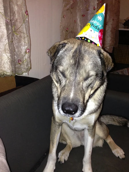 Happy Birthday, Shark!